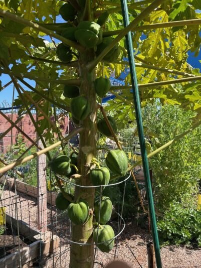 fruit ripening march 10 mesa 26