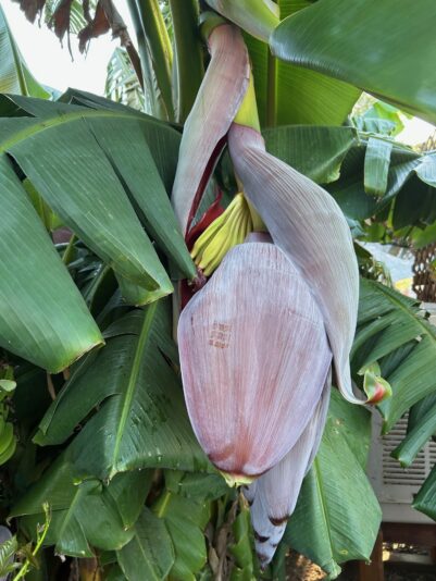 banana