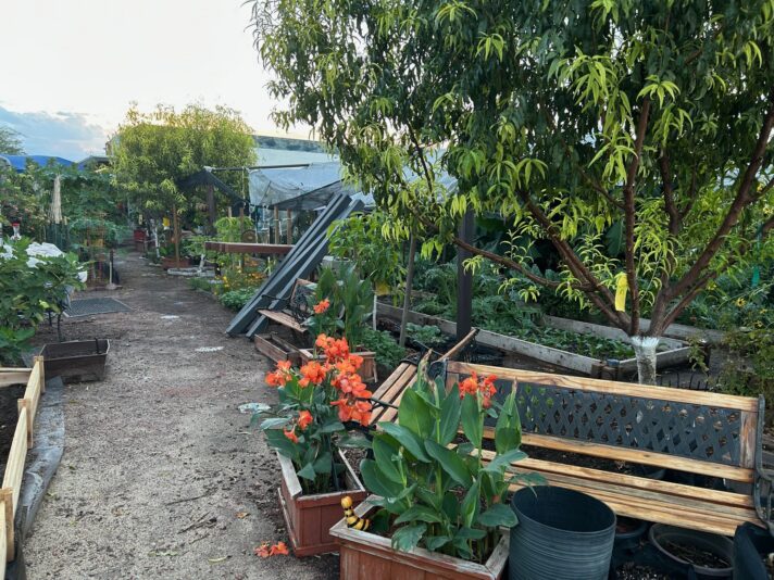 peach tree 2 years on November