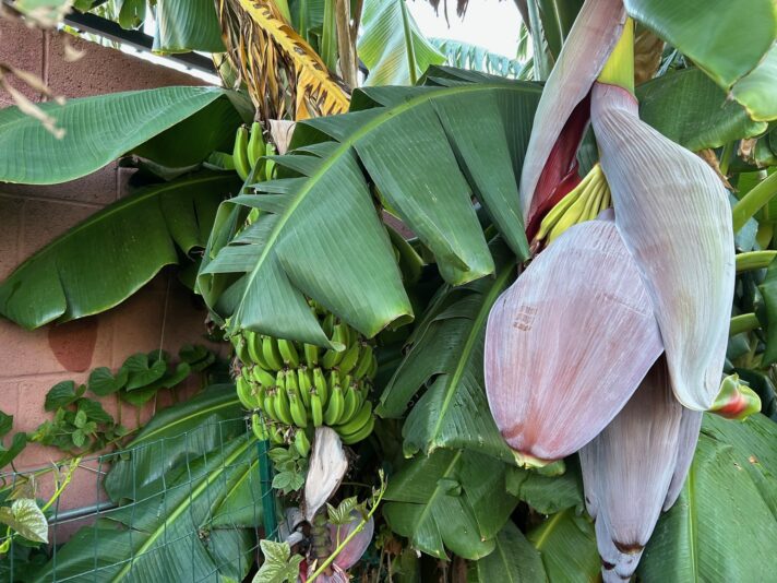oct banana