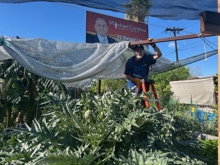 Gregory artichoke april mesa 2025