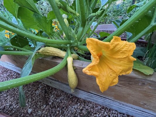yellow squash mid april 26
