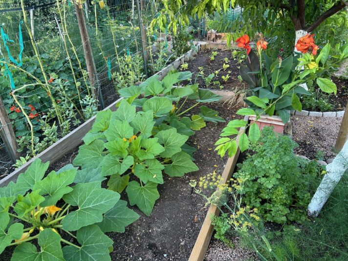 april squash 26 mesa