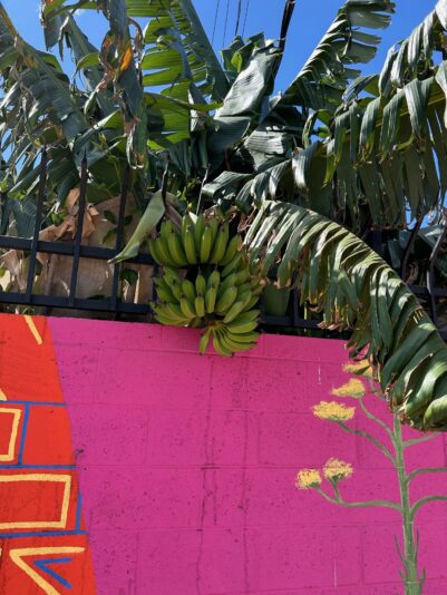 bana wall april 26