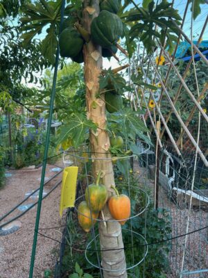 fruit ripening mid april mesa