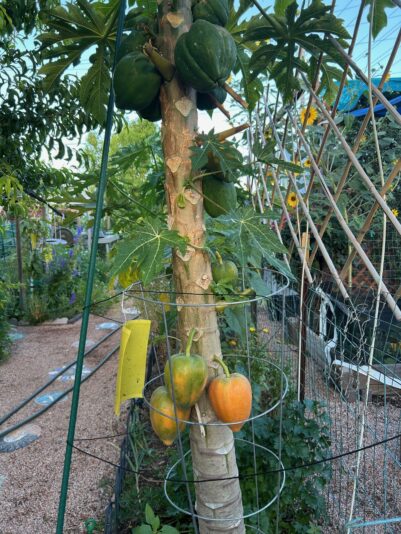 fruit ripening mid april mesa