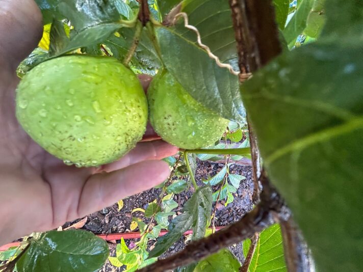 guava fruit set march 26