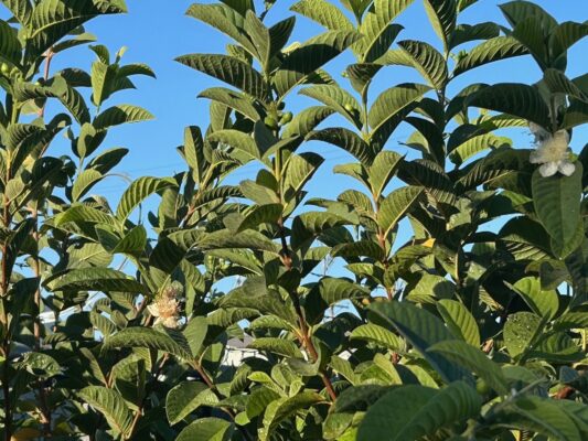 March Guava new fruit set 26
