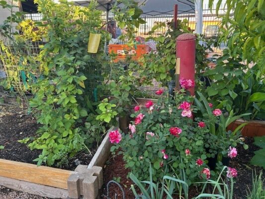 March roses mesa Farm 2026