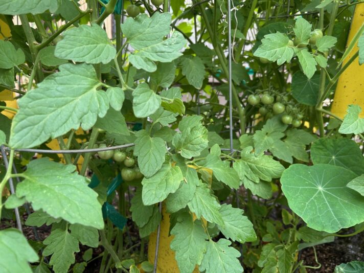 april 100 sweet tomatoes 2026