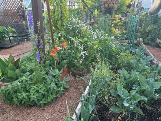 April 2026 mesa flowers and vegies