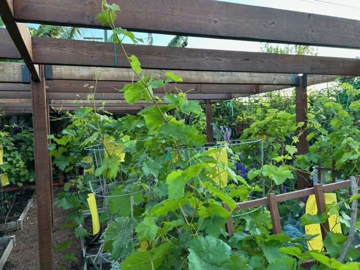 April 26 grapes mesa