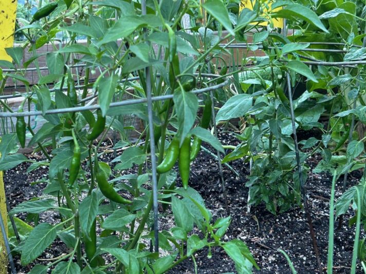 april mesa 2026 new Serano peppers