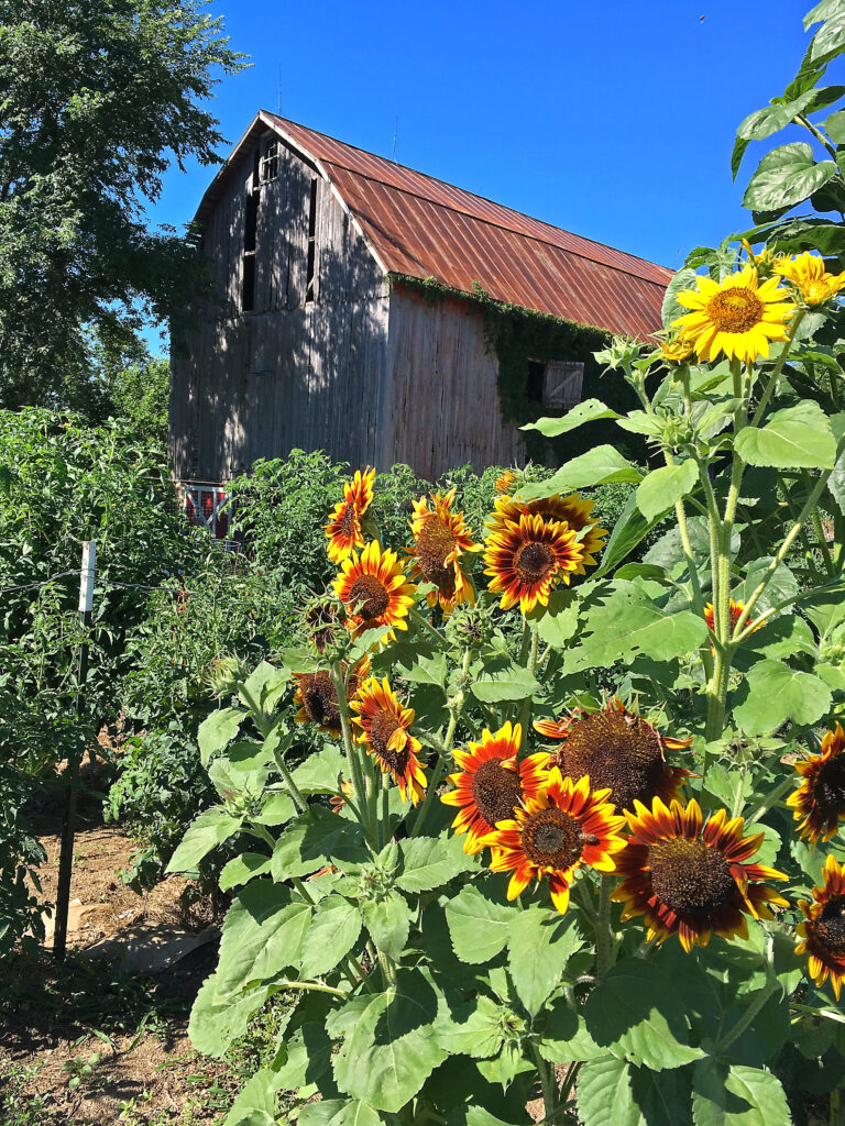 8.5.22 Happy Garden Day 5 768x1024