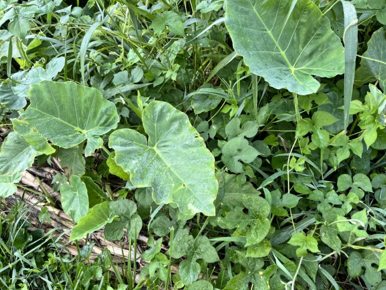 amelia1 7.26 768x576