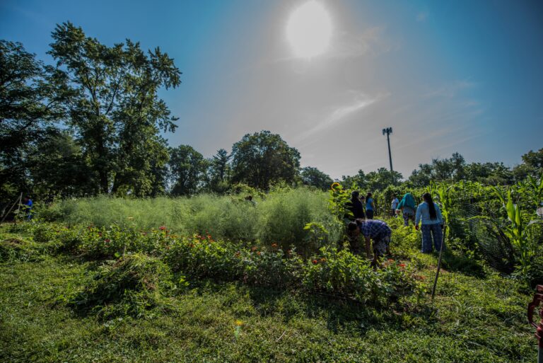 HFTB CommunityGarden LisaTimman 0482 1 768x513