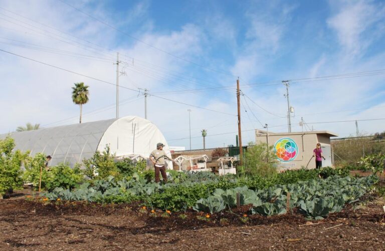 Urban Farm 5 768x501