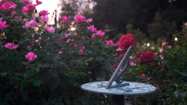 Screenshot 43 768x432