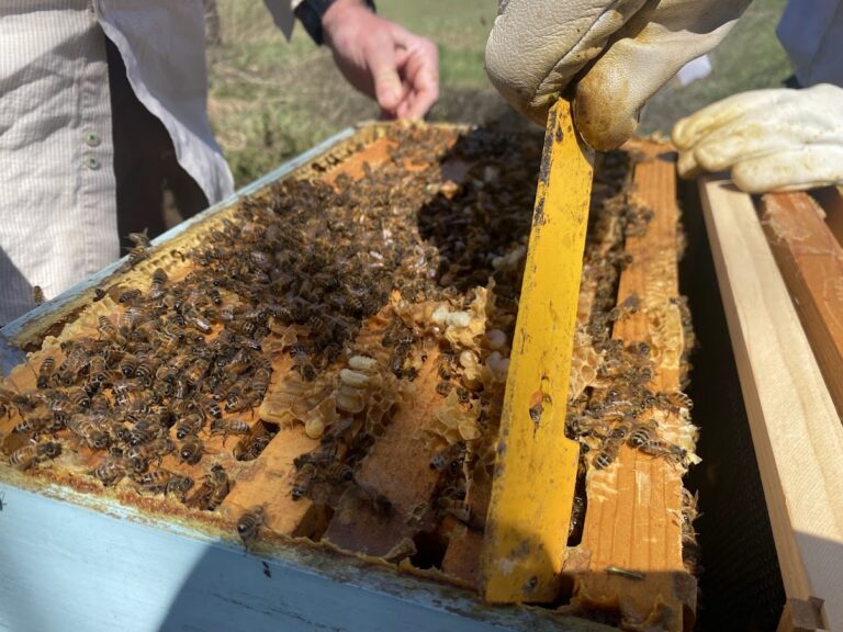 beetime 768x576