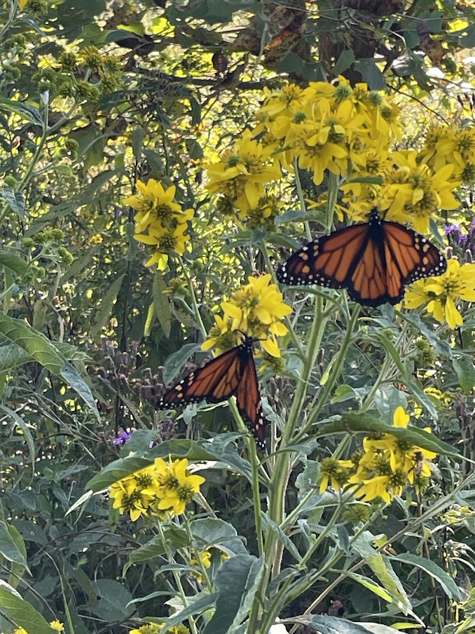 butterflies